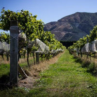 2024 Forrest Chardonnay