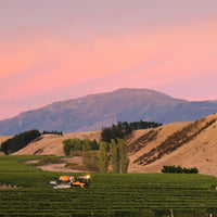 2025 Forrest Petit Manseng