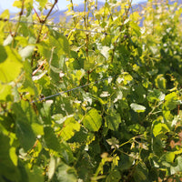 2025 Forrest Petit Manseng