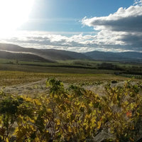 2024 Tatty Bogler Pinot Gris