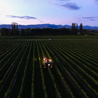 2023 Forrest Pinot Gris