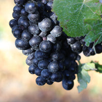 2022 Tatty Bogler Pinot Noir