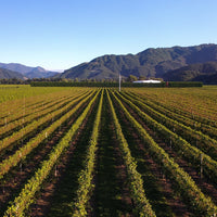 2023 Forrest Pinot Gris