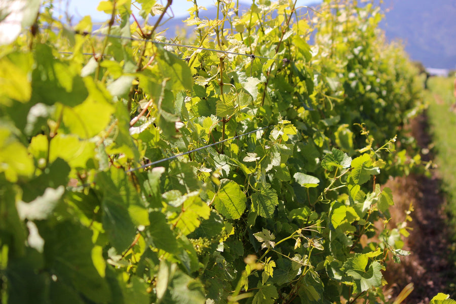 2024 Forrest Petit Manseng