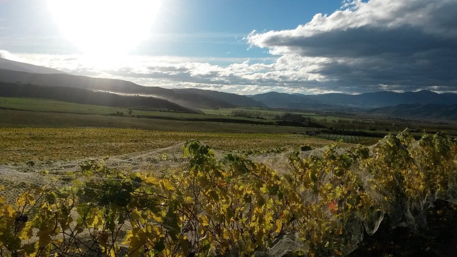2024 Tatty Bogler Pinot Gris