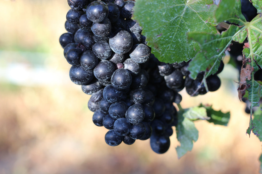 2022 Tatty Bogler Pinot Noir